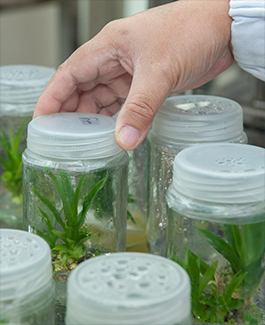 ֲ������