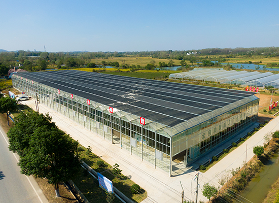 ������˫�Ǵ�������������