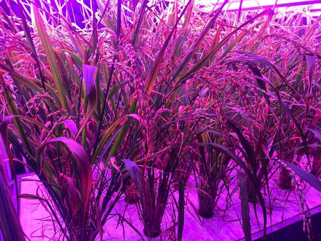 ��������(�й�VIP��֤)�ɷ����޹�˾